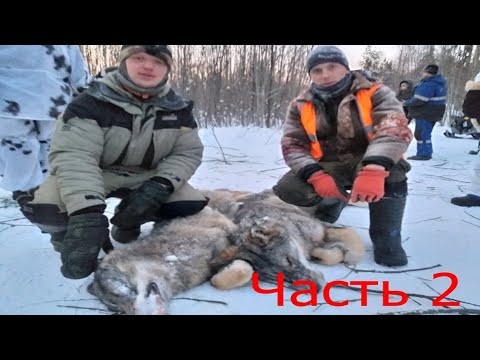 Видео: Охота на волка. Стая в окладе. Часть 2.
