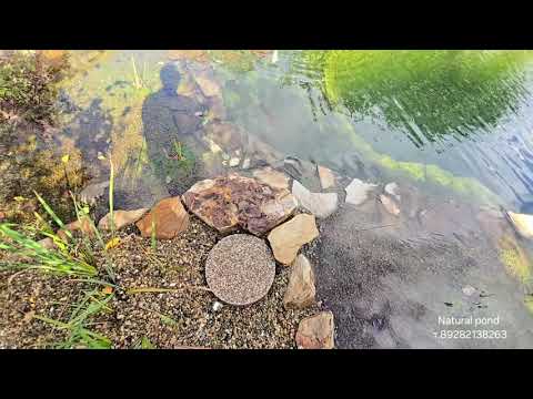 Видео: Мой водоем превратился в болото!
