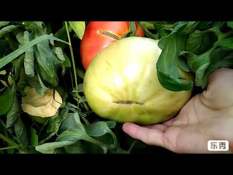 Видео: Томаты Айсан, Бобкат. Томаты для заморозки.