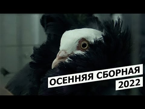 Видео: ОСЕННЯЯ СБОРНАЯ 2022 Москва,29 октября, рынок "Садовод"