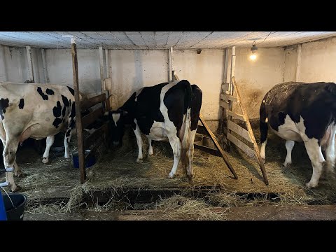 Видео: Для новичков о коровах/ 1 серия/ О чем задуматься до покупки коровы?