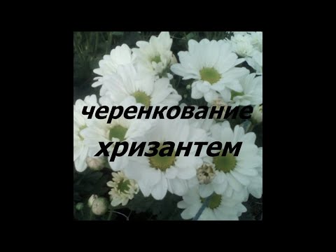 Видео: Черенкование хризантем.Основы.