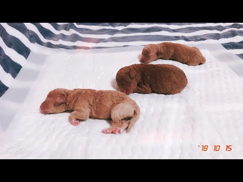 Видео: ПЕРВЫЕ РОДЫ У ТОЙ ПУДЕЛЯ/ЩЕНКИ В НАШЕЙ ЖИЗНИ! ЧЕРЕШНЯ И ЛЛОЙСИК - РОДИТЕЛИ