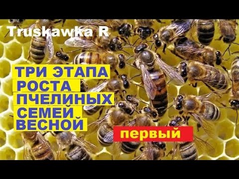 Видео: #пчёлы. Как развиваются пчёлы весной!!!! Почему пчёл много, а расплода нет...