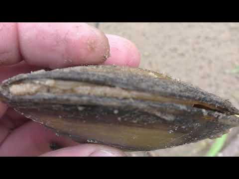 Видео: ГОТОВИМ РЕЧНЫЕ РАКУШКИ! ПОПРОБОВАЛА ВСЯ СЕМЬЯ! РЫБАЛКА МАКС МЕНЯ ОБЛОВИЛ!