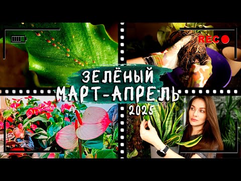 Видео: Мой [ЗЕЛЁНЫЙ МАРТ-АПРЕЛЬ] 2025⏭️Куда пропала? Новая работа в цветочном! Полив, пересадки, горшки.