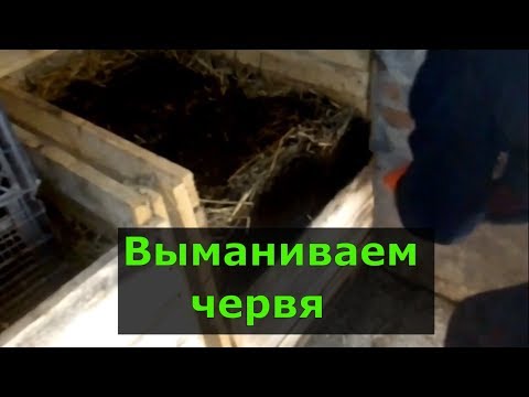 Видео: Выманивание червя, просеивание биогумуса.