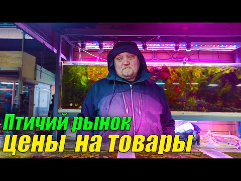Видео: Птичий рынок Садовод.[Цены на рыбок, растения и корм!]