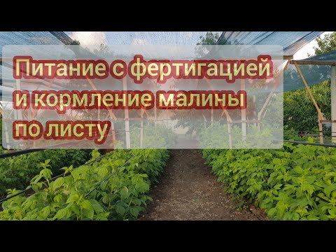 Видео: Питание малины в сильную жару после стрессов от заморозков и для набора зелёной массы