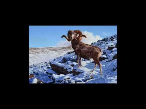 Видео: Қазақ әдебиеті Талап Сұлтанбек “Көшпелі алтын”