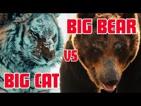 Видео: Большая кошка против большого медведя