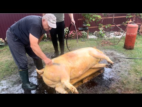 Видео: Робота майстра який працює супер гострим ножем. Розробка туші свині. 