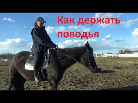 Видео: Про прокат. Как держать поводья.