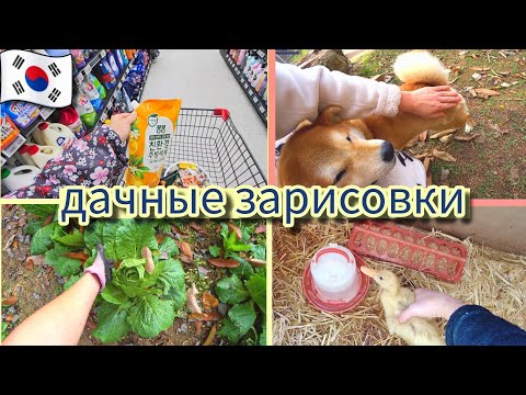 Видео: Куда пропали кролики? Куда девать урожай? KOREA VLOG