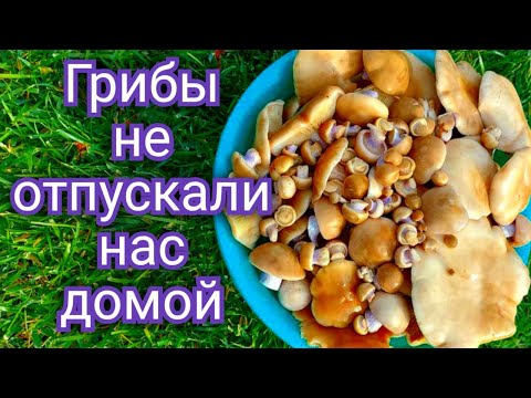 Видео: Грибы ходят за нами по пятам. Рядовка лиловоногая