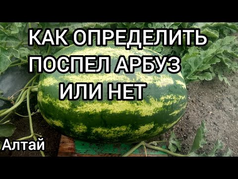 Видео: Как определяю спелость арбузов