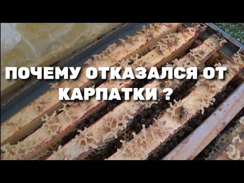 Видео: ПОЧЕМУ ОТКАЗАЛСЯ ОТ КАРПАТКИ