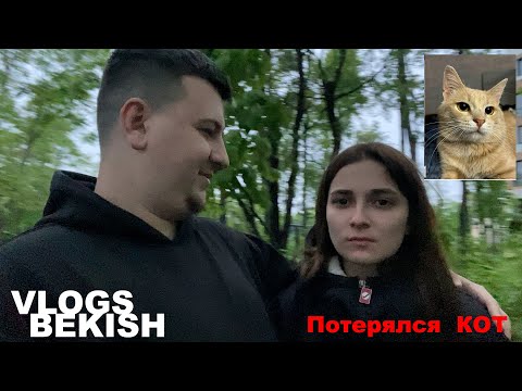 Видео: Кот потерялся