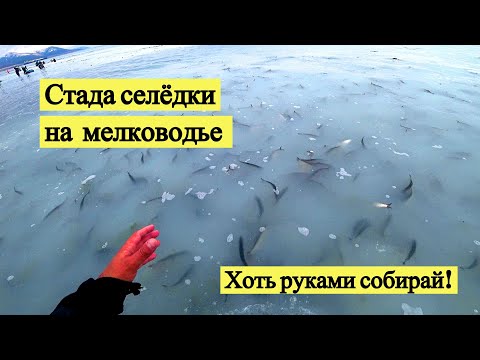Видео: Стада селёдки на мелководье. Хоть руками собирай! // I pick herring with my hands! (Eng Subs)