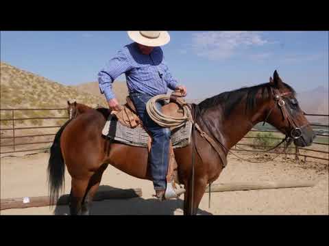 Видео: Гнедая кобыла: боковое обхождение и отведение задних конечностей