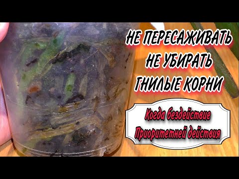 Видео: Опасно ли оставлять мёртвые /мягкие корни у орхидеи в горшке, не пересаживать её после покупки.