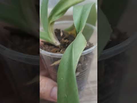 Видео: Что купила. Первый башмачок, но увы😔