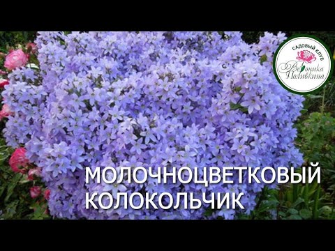Видео: МОЛОЧНОЦВЕТКОВЫЙ КОЛОКОЛЬЧИК