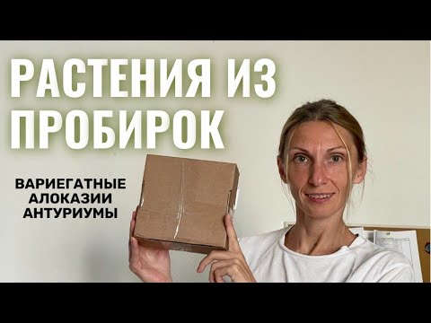 Видео: РАСТЕНИЯ из ПРОБИРОК  ПОПОЛНЯЮ КОЛЛЕКЦИЮ ВАРИЕГАТНЫХ АЛОКАЗИЙ И АНТУРИУМОВ