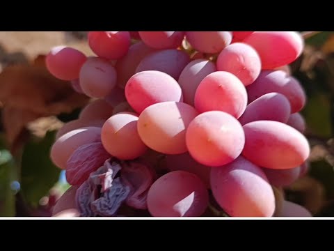 Видео: КИШ ВА ЁЗ УРТАСИ.МЕЗОН КЕЛДИ.+998781470500