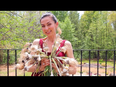 Видео: Мой Первый Урожай 🧄 | Полезные Вафли | Весь в Папу | Эгине | Семейный Влог | Heghineh