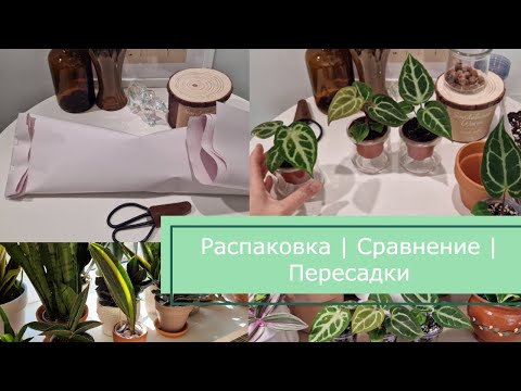 Видео: РАСПАКОВКА нового РАСТЕНИЯ. Сравнение АНТУРИУМОВ. Пересадки.