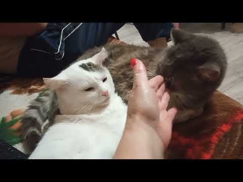 Видео: ВЛОГ. Хочу у Вас спросить.Просили показать наших 🐱 котиков.
