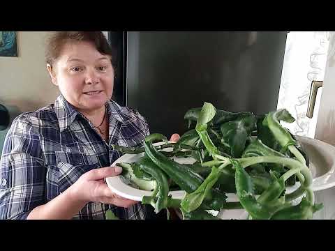 Видео: сок каланхоэ для длительного хранения