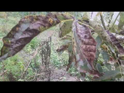 Видео: Бактериоз. Болезни грецкого ореха. Спасает Walnuts Broker #БолезниГрецкогоОреха