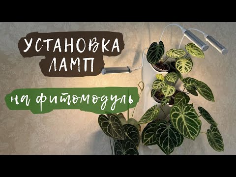 Видео: Установка ламп на фитомодуль | Размещение антуриумов