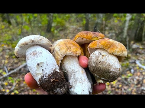 Видео: Такого сезону білих грибів я ще не бачив! Осінній улов!