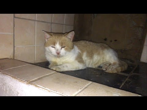 Видео: РЫЖИЙ на ПЕЧКЕ значит будет ХОЛОДНО!!!