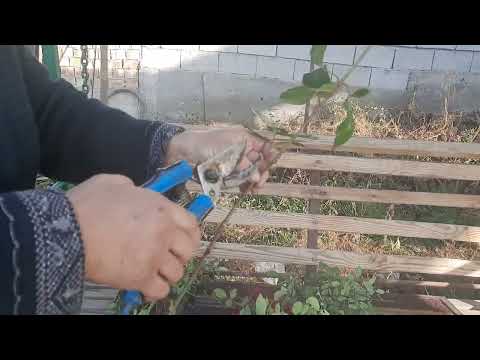 Видео: Роза гулун уй шартында кобойтуу.