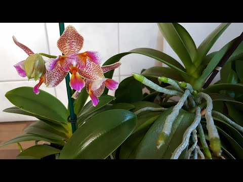 Видео: 47. ПРУТ КОРНИ у орхидей в кашпо без грунта! Обзор орхидей в середине октября 2019