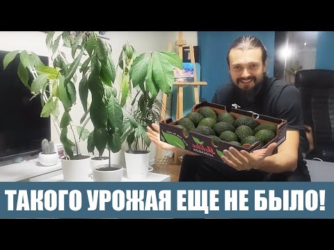 Видео: Как выросло Авокадо за  2 года?