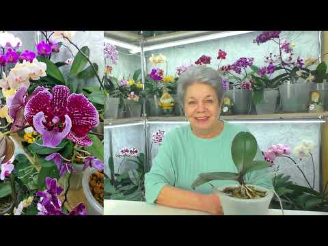 Видео: Орхидею приговорили к смерти! Но она живёт и цветёт уже 4 года. Спасла орхидею! Делаю пересадку.