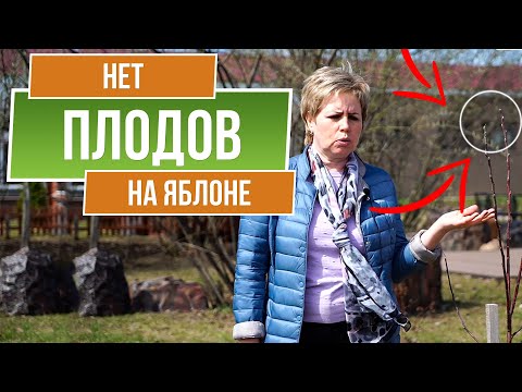 Видео: Почему яблоня не плодоносит  🍏 Как увеличить урожай яблони на 100 %