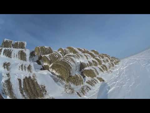 Видео: Охота на зайца 18 01 24