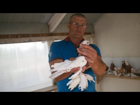 Видео: "В голубях нет предела -совершенству!В гостях у Лаврова Валерия.