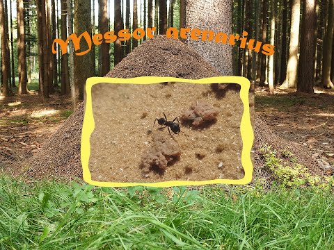 Видео: В поисках новых муравьев.Нашел гнезда Messor arenarius