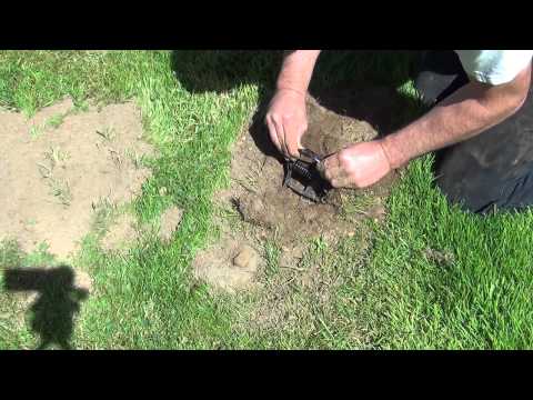 Видео: Как поймать кротов с помощью ловушки Victor Clamp