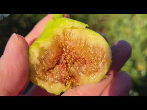 Видео: Инжиры в открытом грунте.