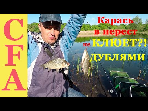 Видео: Карась в нерест не КЛЮЕТ!? ДУБЛЯМИ!