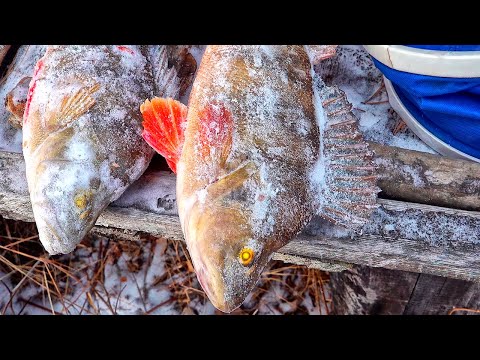 Видео: Таёжное озеро кишит рыбой! Попали на бешеный клёв! Такой должна быть идеальная рыбалка!