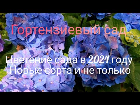 Видео: Цветение новых сортов крупнолистных гортензий и не только. Беларусь, 2024